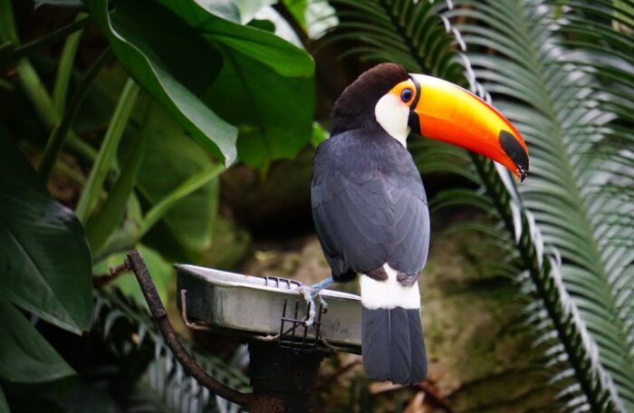Животные и птицы Перу: Мир Перуанской фауны